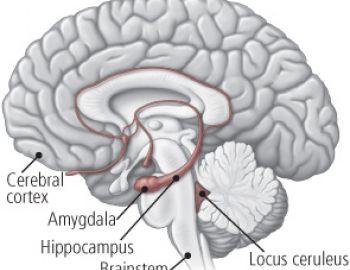 Locus Ceruleus