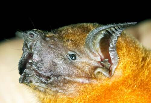 Pipistrello pescatore: un mammifero volante bruttino ma socievole - I Miei  Animali